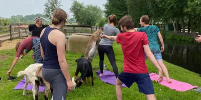 Geitenyoga tijdens Corona